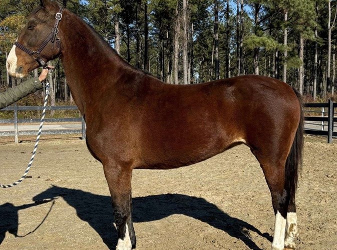 Bay Quarter Horse Mare Bay Quarter Horse Mare
