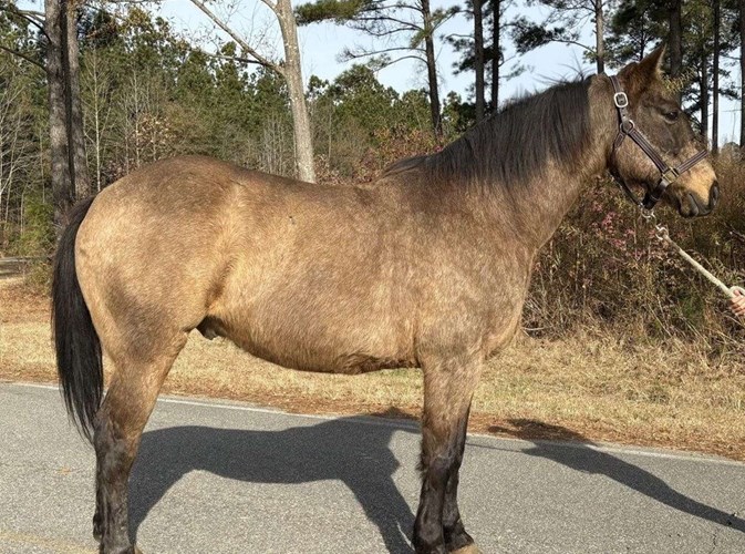 Buckskin Morgan Gelding Buckskin Morgan Gelding