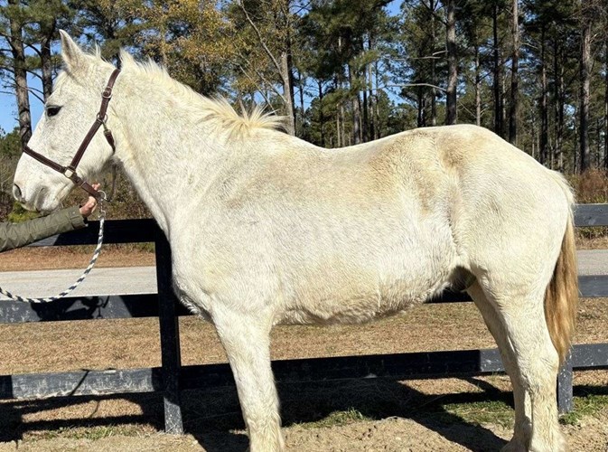 Grey Percheron Gelding Grey Percheron Gelding