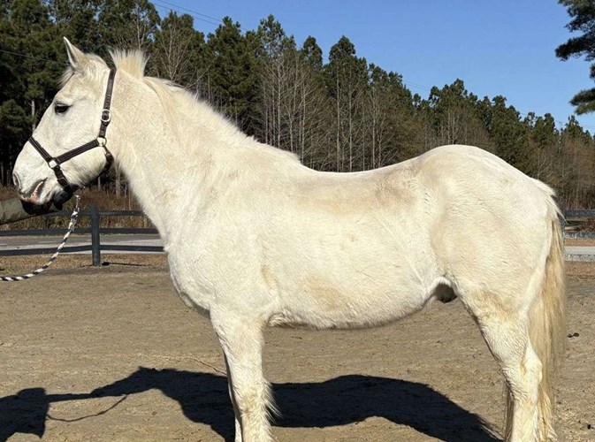 Grey Percheron Gelding Grey Percheron Gelding