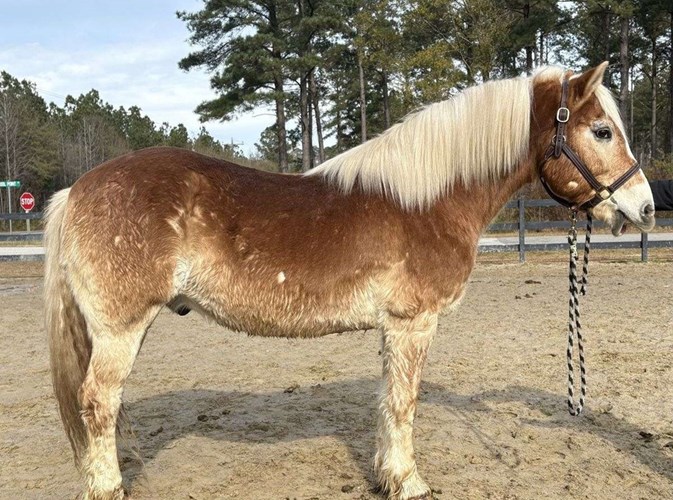 Sorrel Haflinger Gelding Sorrel Haflinger Gelding