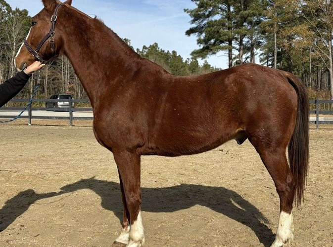 Sorrel Draft Gelding Sorrel Draft Gelding
