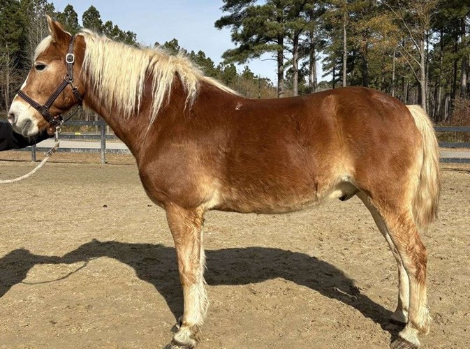 Sorrel Haflinger Gelding Sorrel Haflinger Gelding