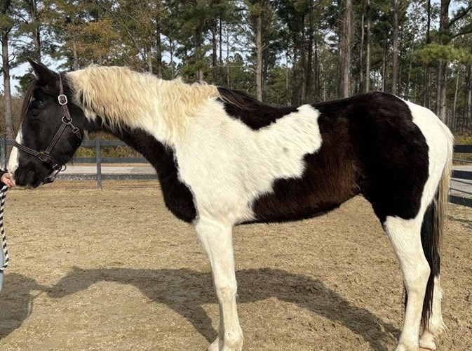 Pinto Paint Gelding Pinto Paint Gelding