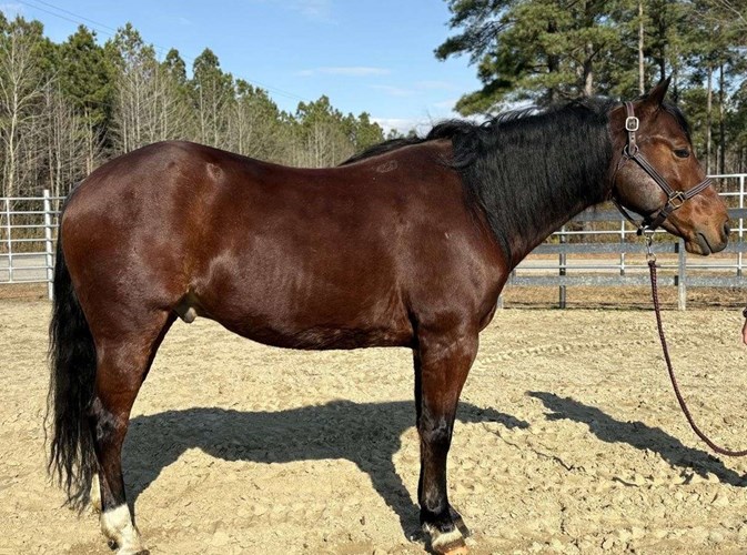 Bay Quarter Horse Gelding Bay Quarter Horse Gelding
