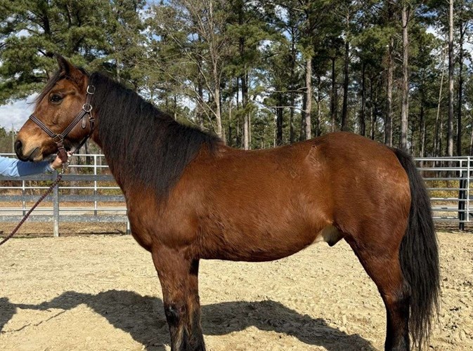 Bay Morgan Gelding Bay Morgan Gelding