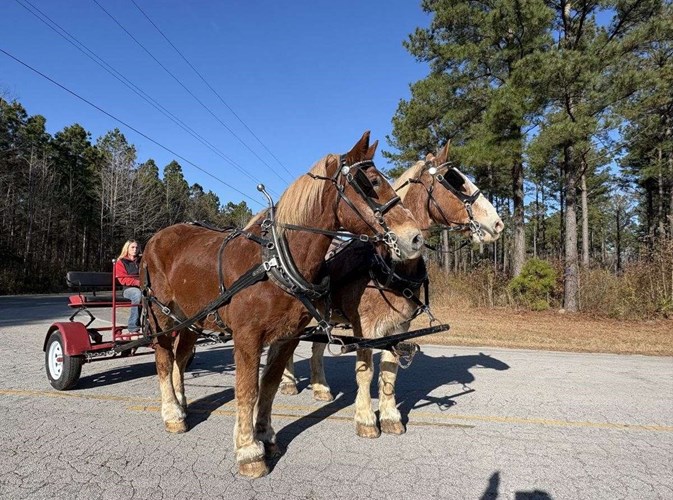 Sorrel Belgian Gelding Sorrel Belgian Gelding