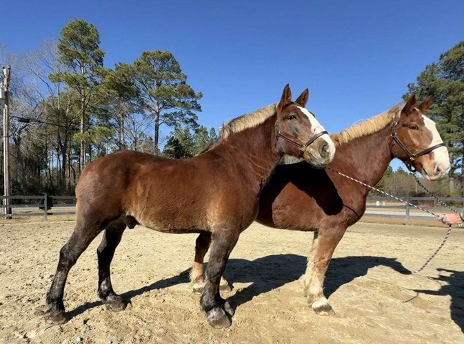Sorrel Belgian Gelding Sorrel Belgian Gelding