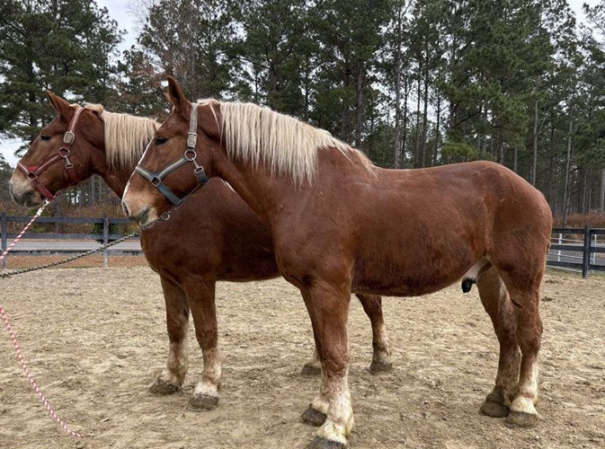 Sorrel Belgian Gelding Sorrel Belgian Gelding