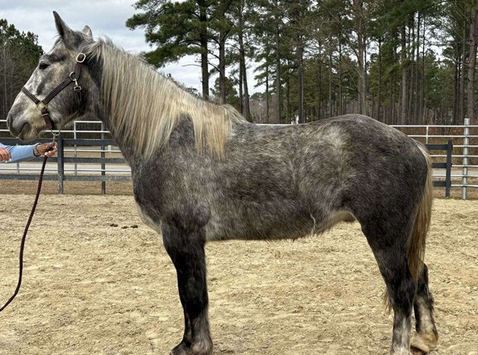 Grey Draft Gelding Grey Draft Gelding