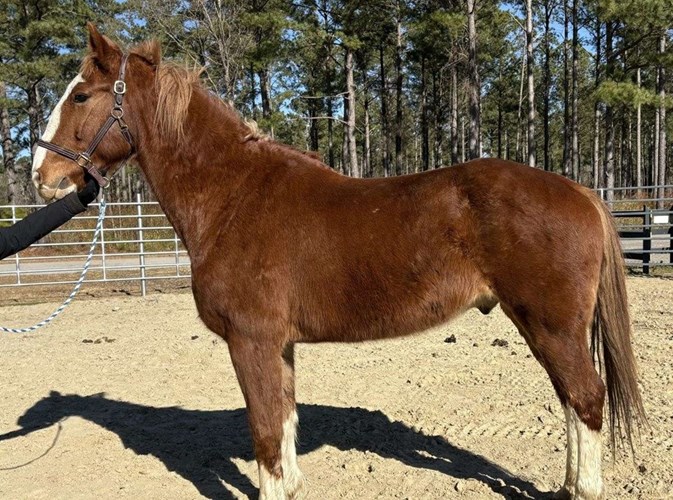 Sorrel Belgian Gelding Sorrel Belgian Gelding