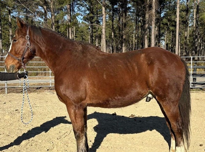 Bay Draft Gelding Bay Draft Gelding