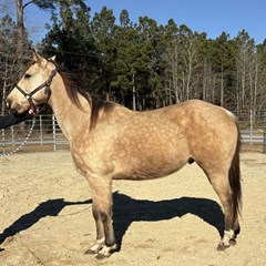 Buckskin Quarter Horse Gelding Buckskin Quarter Horse Gelding