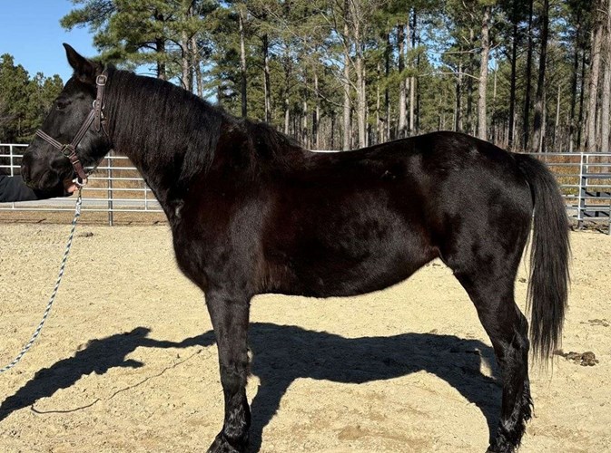 Black Quarter Horse Mare Black Quarter Horse Mare