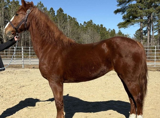 Sorrel Quarter Horse Mare Sorrel Quarter Horse Mare