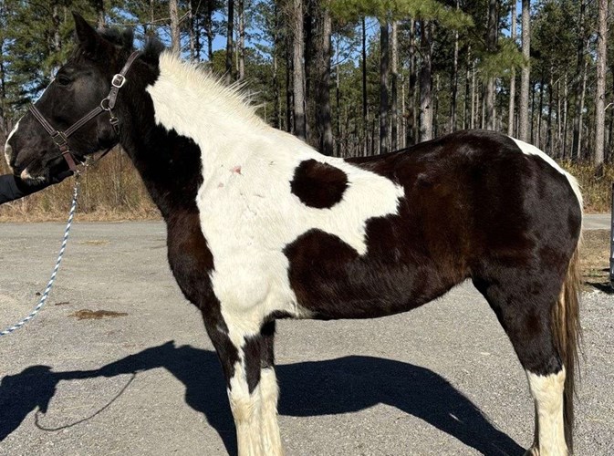 Pinto Draft Mare Pinto Draft Mare