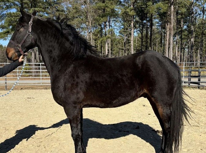 Black Friesian Gelding Black Friesian Gelding