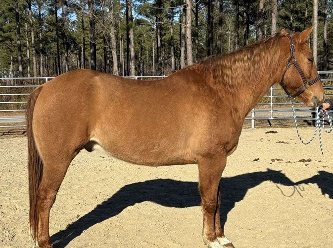 Dun Quarter Horse Gelding Dun Quarter Horse Gelding