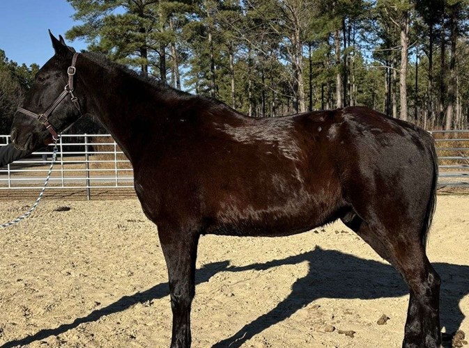 Black Draft Gelding Black Draft Gelding