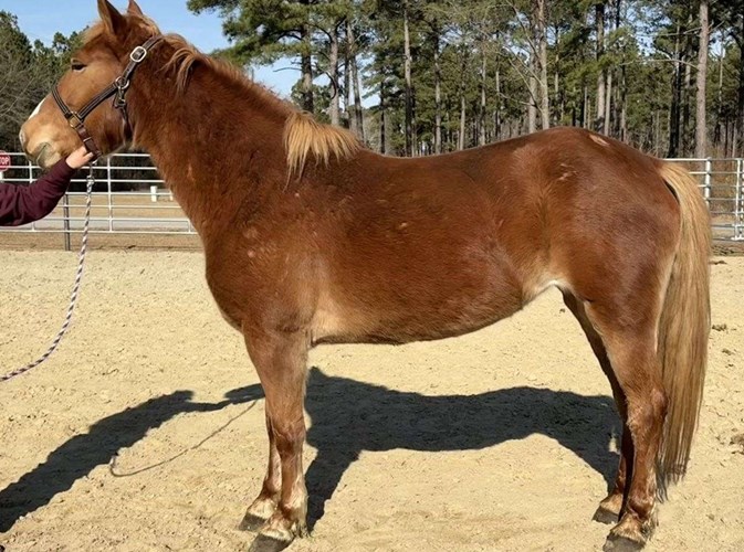 Sorrel Haflinger Gelding Sorrel Haflinger Gelding