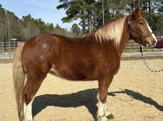 Sorrel Draft Mare Sorrel Draft Mare