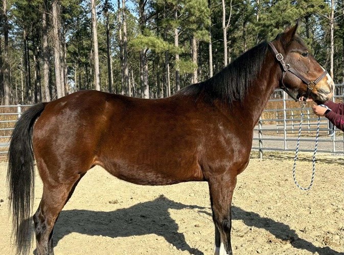 Bay Quarter Horse Mare Bay Quarter Horse Mare