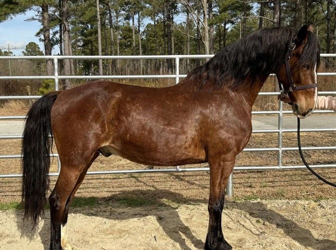 Bay Dutch Warmblood Gelding Bay Dutch Warmblood Gelding