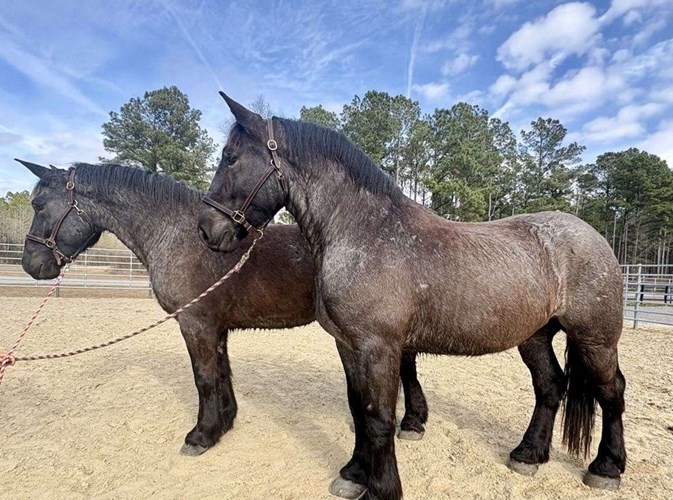 Blue Roan Draft Gelding Blue Roan Draft Gelding