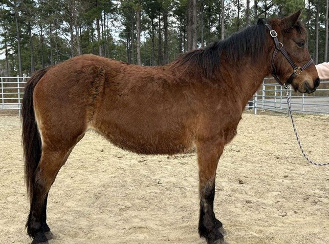 Bay Pony Mare Bay Pony Mare