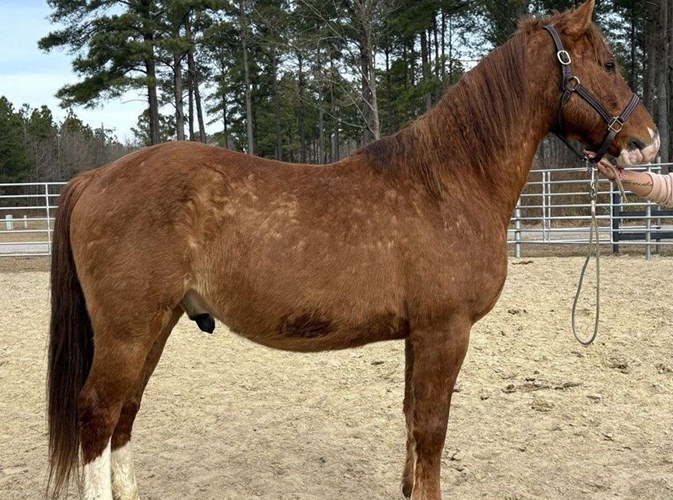 Dun Quarter Horse Gelding Dun Quarter Horse Gelding