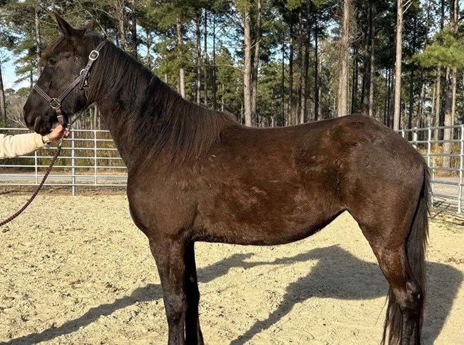 Black Friesian Mare Black Friesian Mare