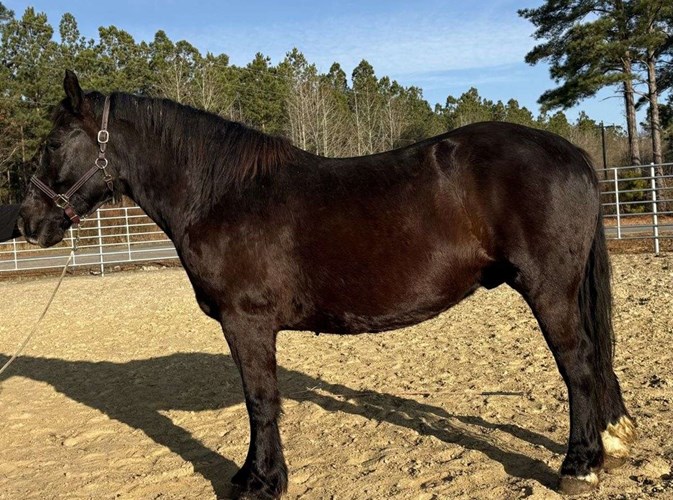 Black Draft Gelding Black Draft Gelding
