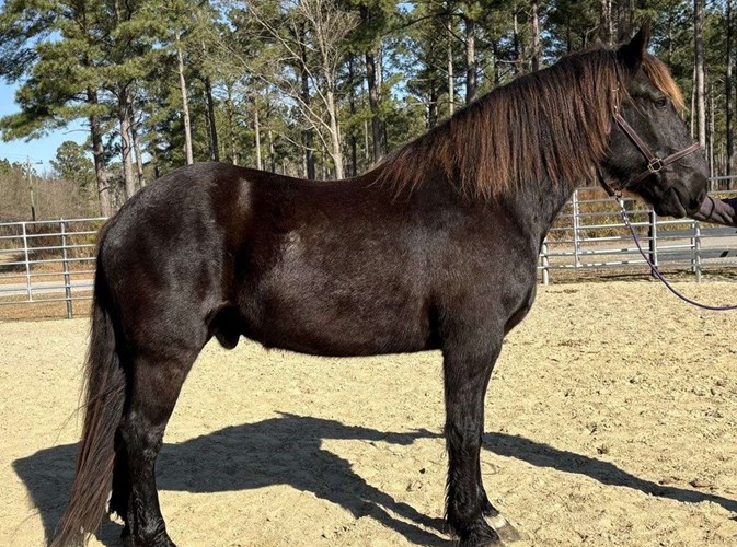 Black Percheron Gelding Black Percheron Gelding