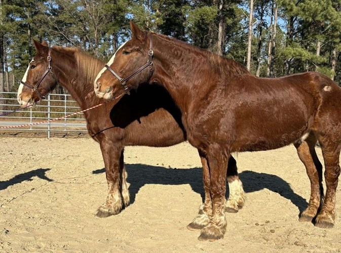 Sorrel Belgian Gelding Sorrel Belgian Gelding