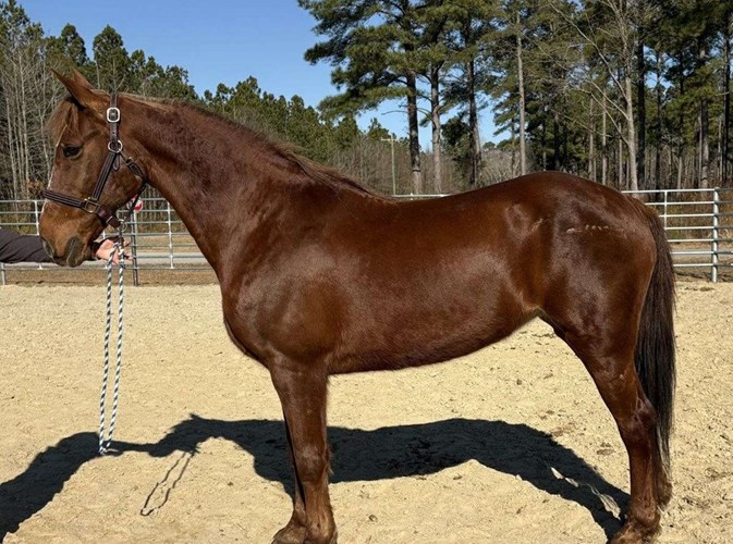 Sorrel Quarter Horse Mare Sorrel Quarter Horse Mare