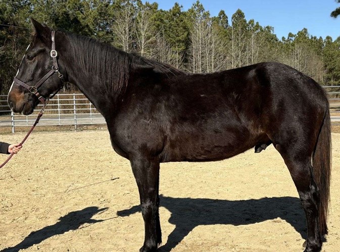 Black Draft Gelding Black Draft Gelding