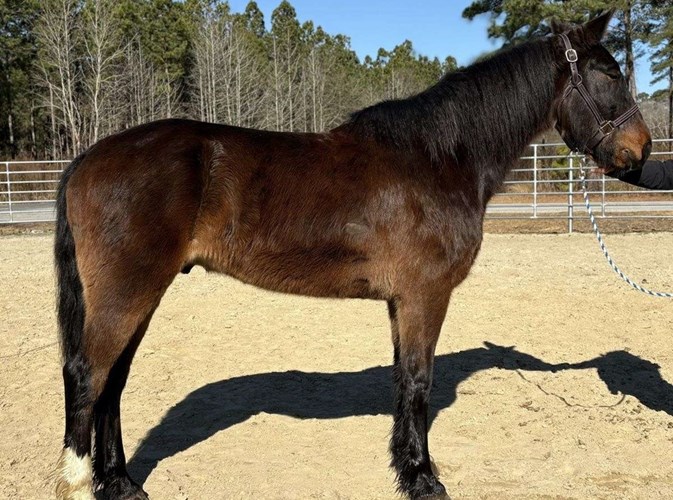 Bay Quarter Horse Gelding Bay Quarter Horse Gelding