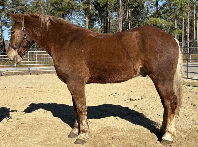 Sorrel Belgian Gelding Sorrel Belgian Gelding