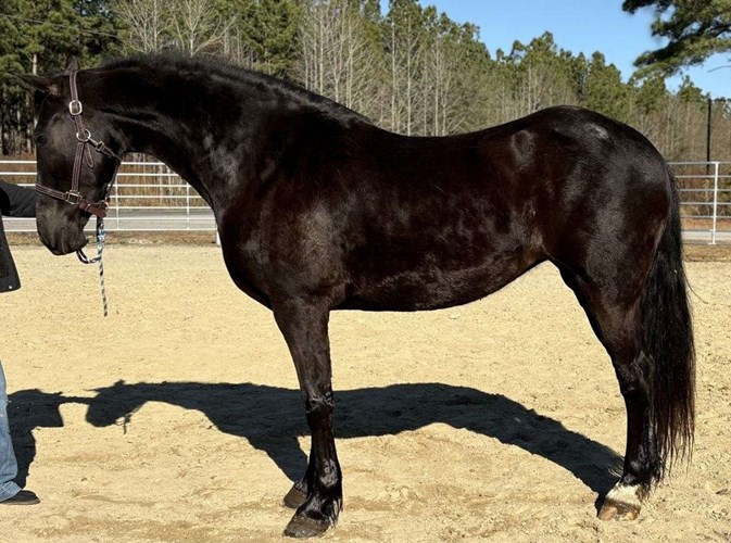 Black Friesian Mare Black Friesian Mare