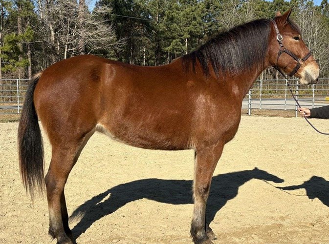 Bay Draft Mare Bay Draft Mare