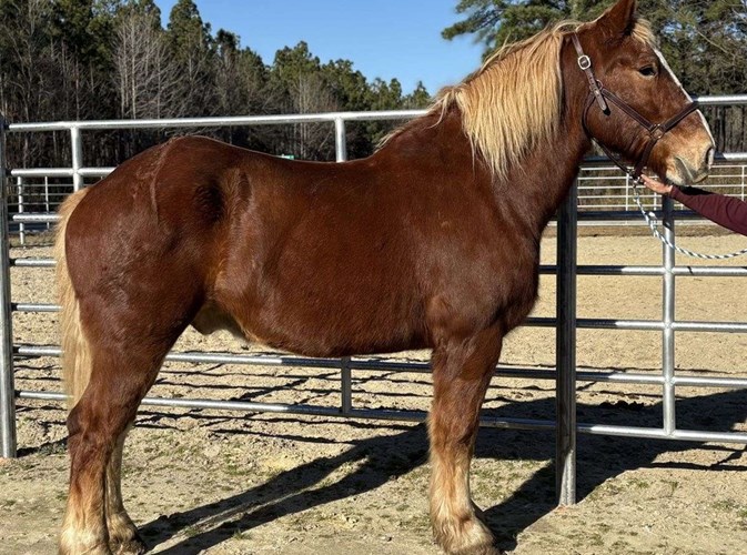 Sorrel Belgian Gelding Sorrel Belgian Gelding