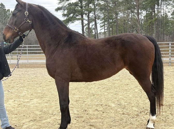 Bay Dutch Warmblood Mare Bay Dutch Warmblood Mare