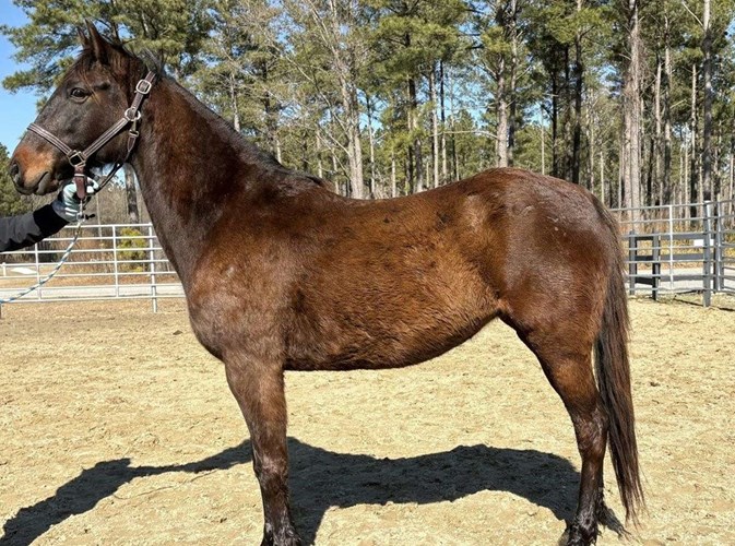 Bay Quarter Horse Mare Bay Quarter Horse Mare