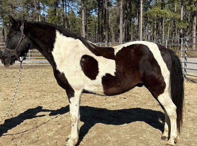 Pinto Paint Gelding Pinto Paint Gelding
