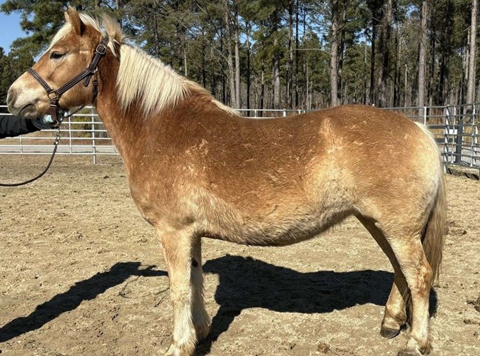 Palomino Haflinger Mare Palomino Haflinger Mare