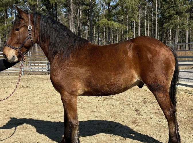 Bay Draft Gelding Bay Draft Gelding