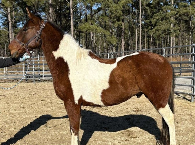 Pinto Paint Gelding Pinto Paint Gelding