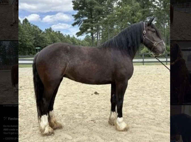 Black Draft Mare Black Draft Mare