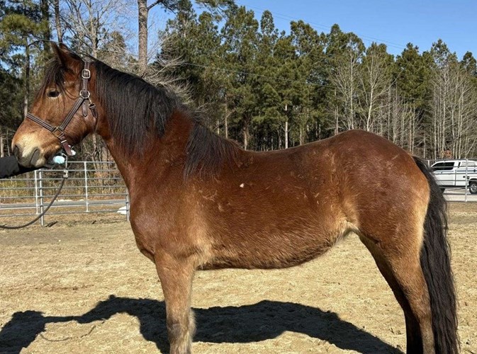 Bay Friesian Mare Bay Friesian Mare