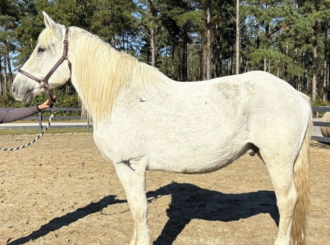 Grey Percheron Gelding Grey Percheron Gelding